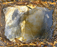 Death In Death Valley : Fossil (Cass, Ltd, C34)