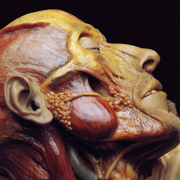 Lymphatic Phlegm : Show-Off Cadavers - The Anatomy Of Self Display (LP, Album, Ltd, RE)