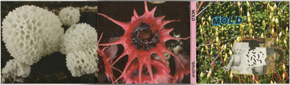 Mold (26) : Mold (CD, Album)