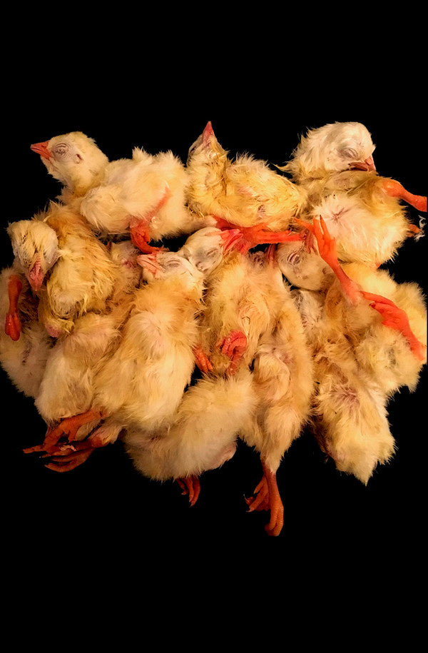 Quitters (4) : Chicken (Cass, EP, Ltd)